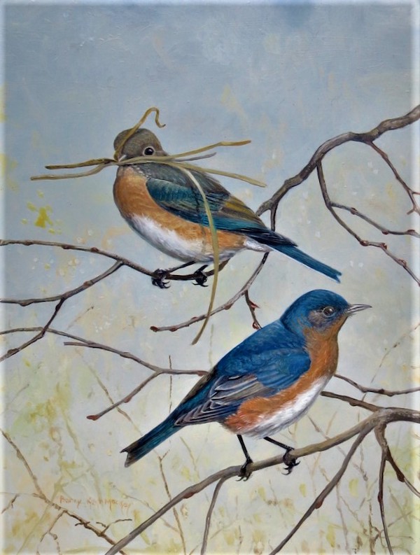 Eastern Bluebird