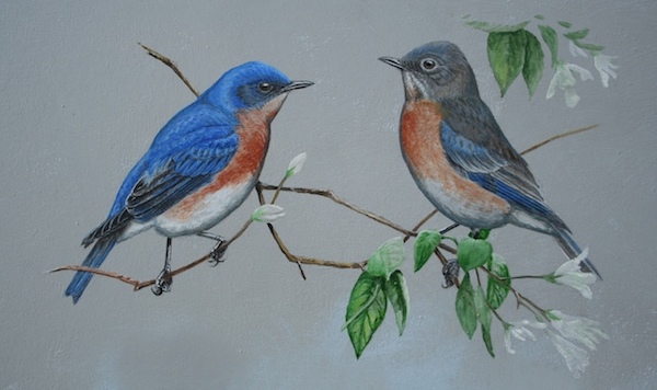 Eastern Bluebird