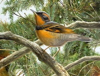 Varied Thrush (Ixoreus naevius)