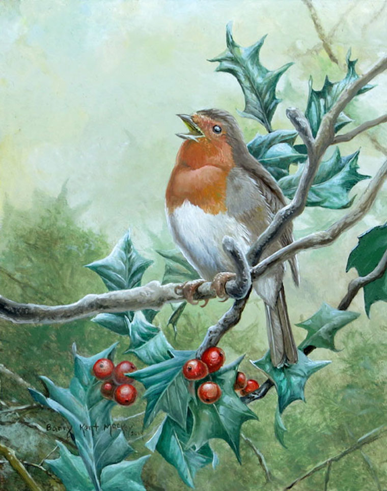 European Robin
