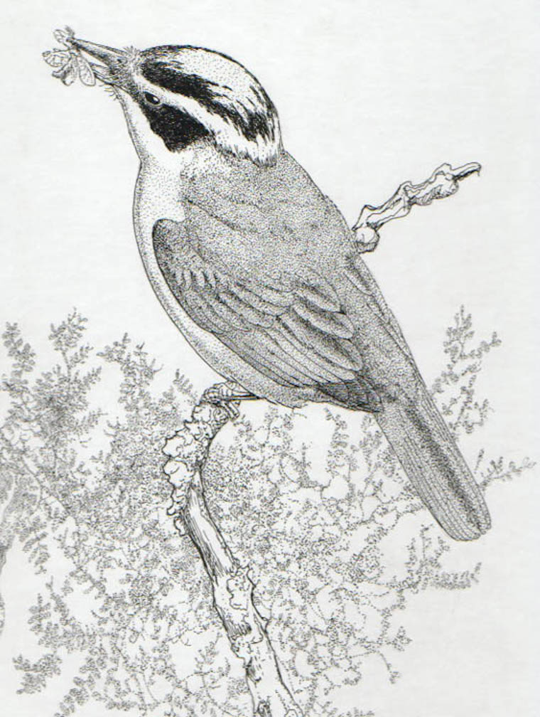 Great Kiskadee (Pitangus sulphuratus)