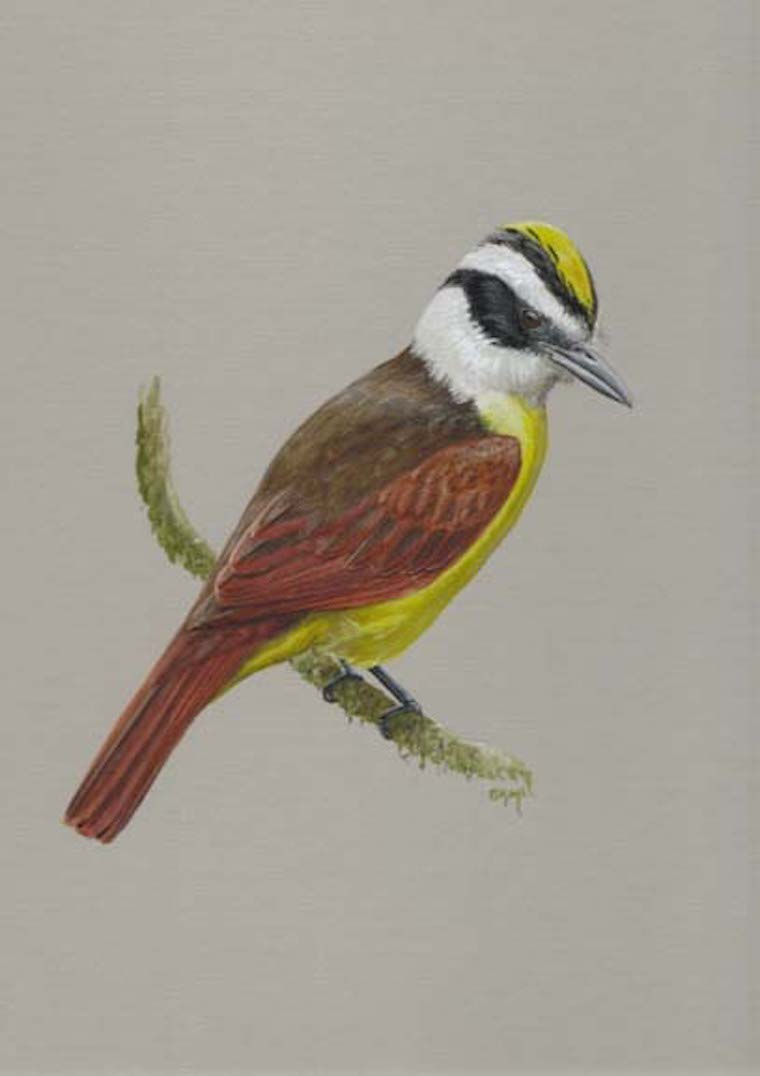 Great Kiskadee (Pitangus sulphuratus)