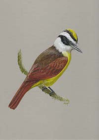 Great Kiskadee (Pitangus sulphuratus)