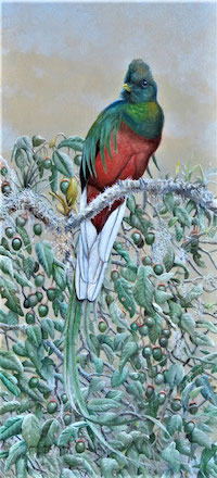 Resplendent Quetzal (Pharomachrus mocinno) 