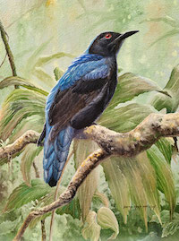 Asian Fairy Bluebird (Irena puella)