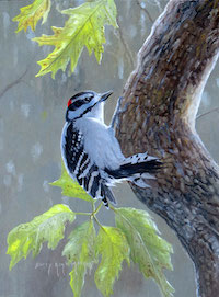 Downy Woodpecker (Dryobates pubescens)