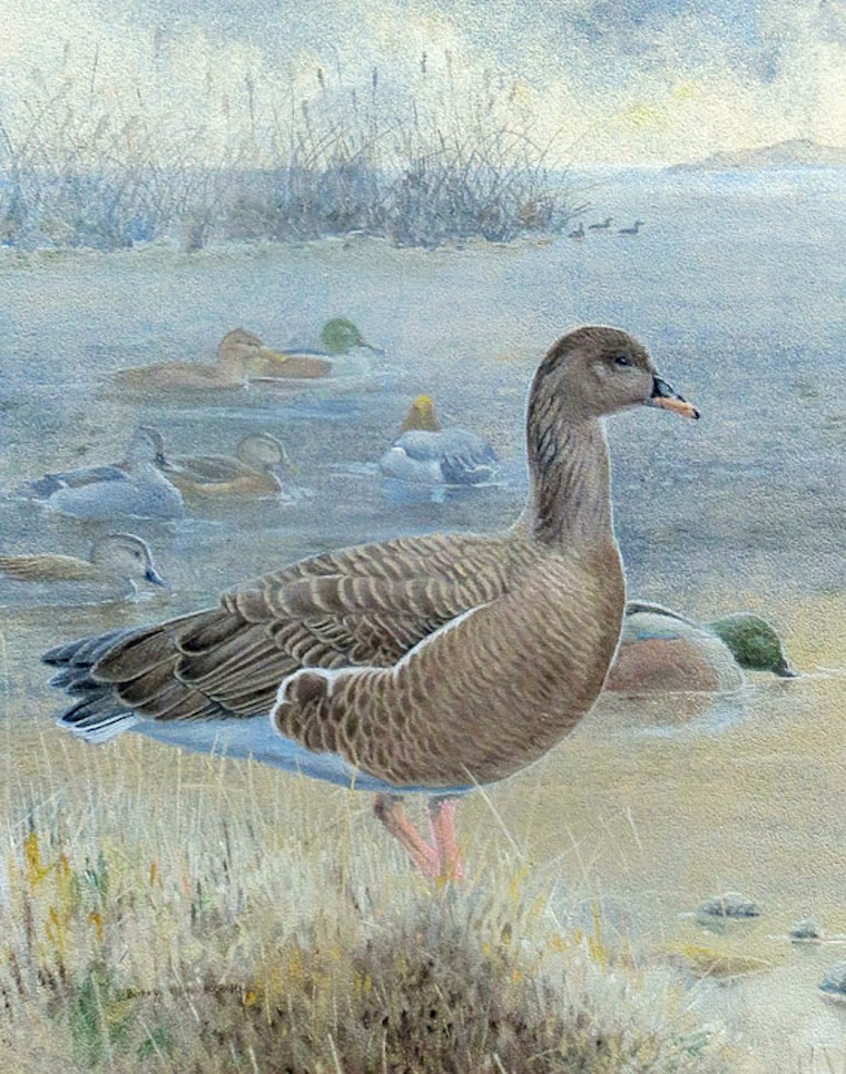 Pink-footed Goose