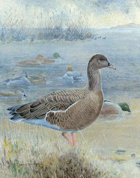 Pink-footed Goose (Anser brachyrhynchus)