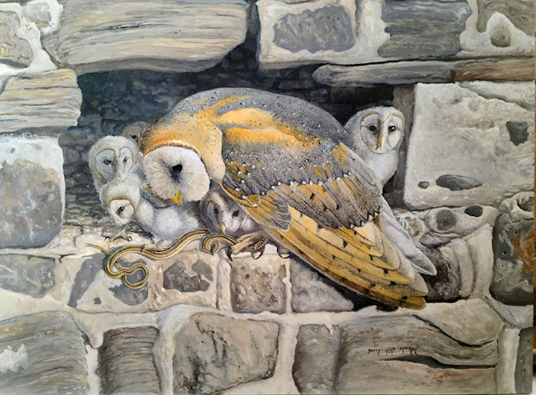 Barn Owl