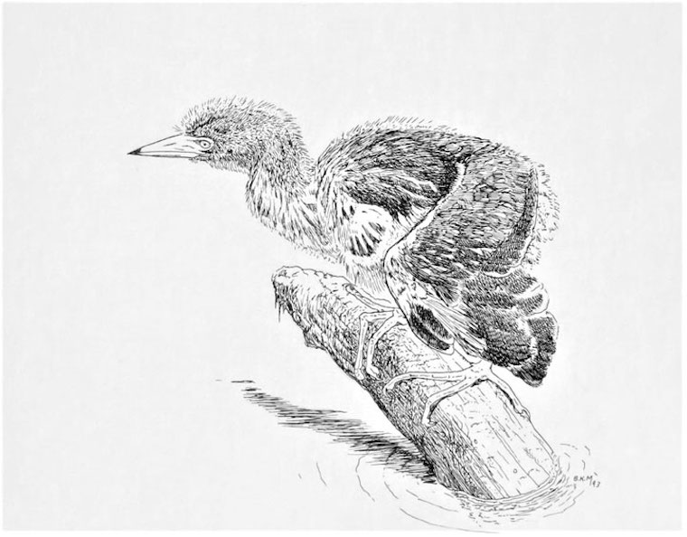 Green Heron (Butorides virescens)