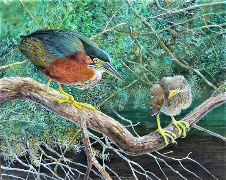 Green Heron (Butorides virescens)