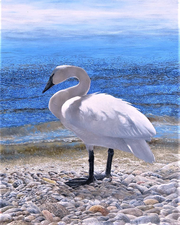 Trumpeter Swan