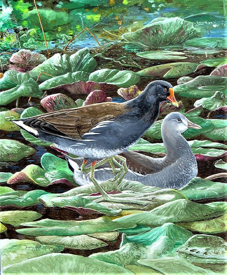 Common Gallinule (Gallinula galeata)
