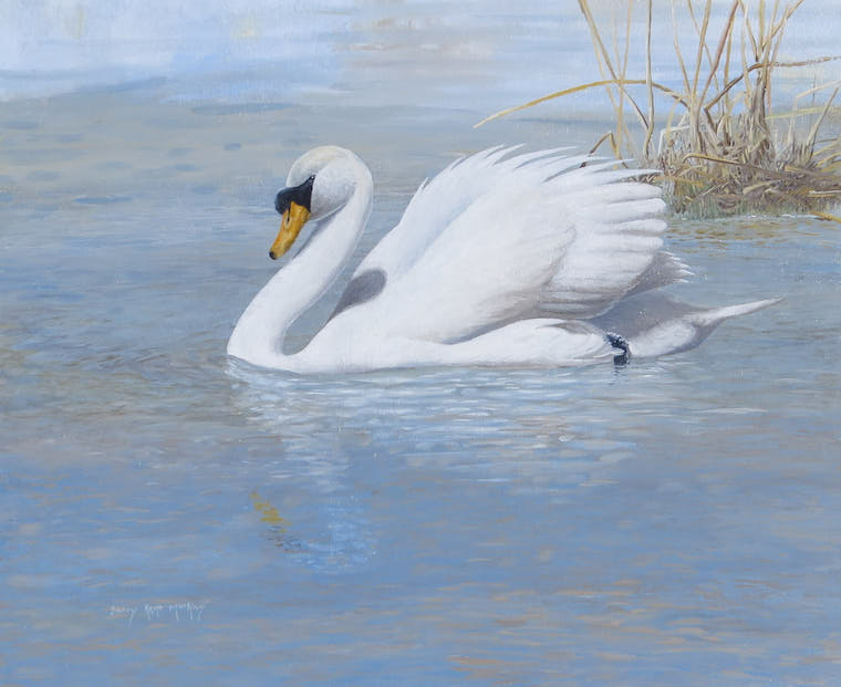 Mute Swan (Cygnus olar)