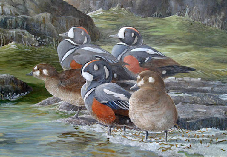 Harlequin Ducks