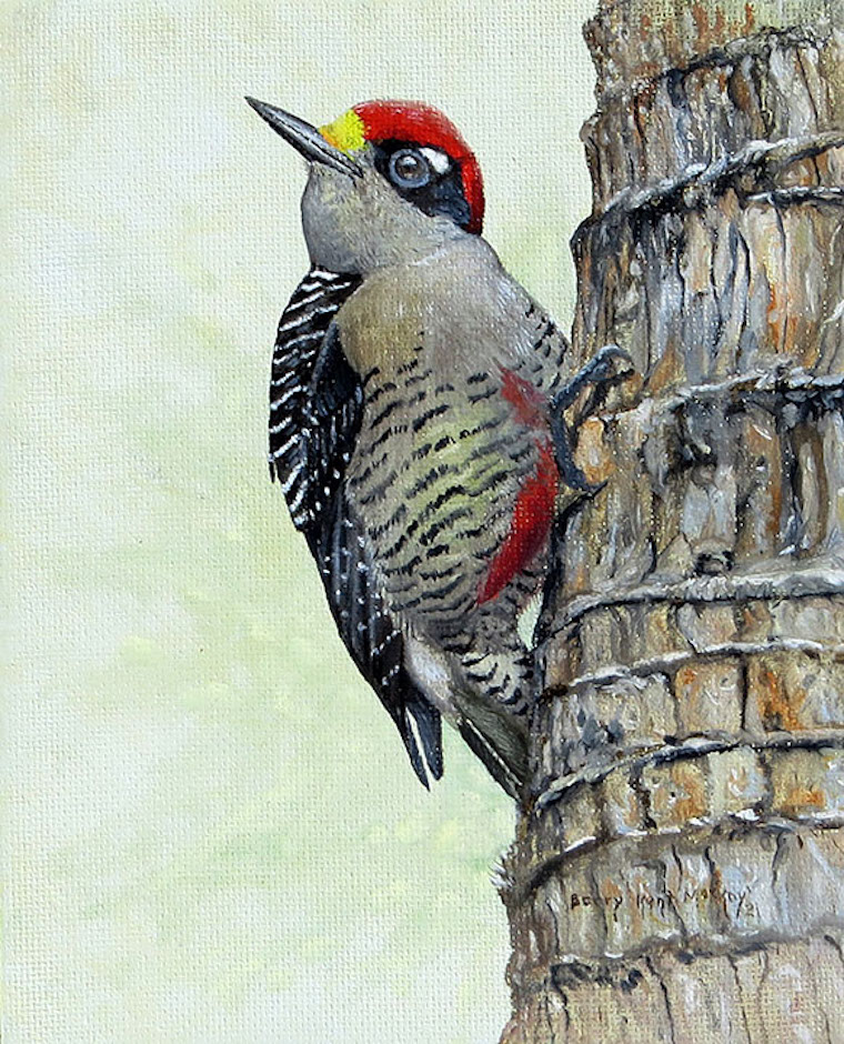 Black-cheeked Woodpecker