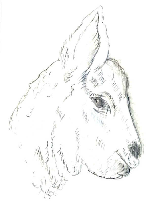 md-007