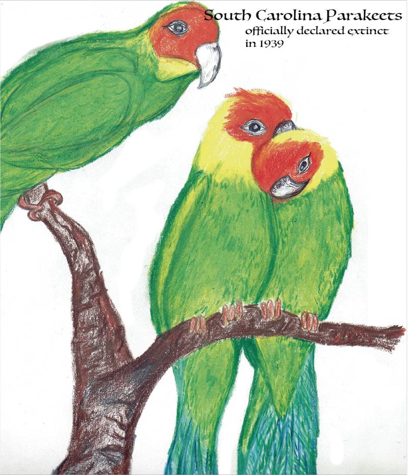 South Carolina Parakeets