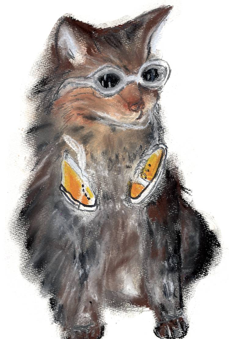 cat with sneakers