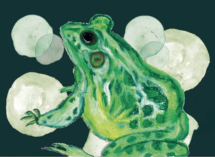 green frog and bubbles