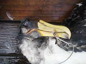 20080227_albatrosshooked