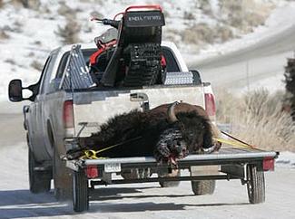 20080304_bisontruck