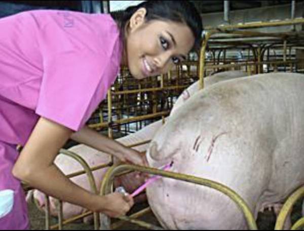 raping a pig