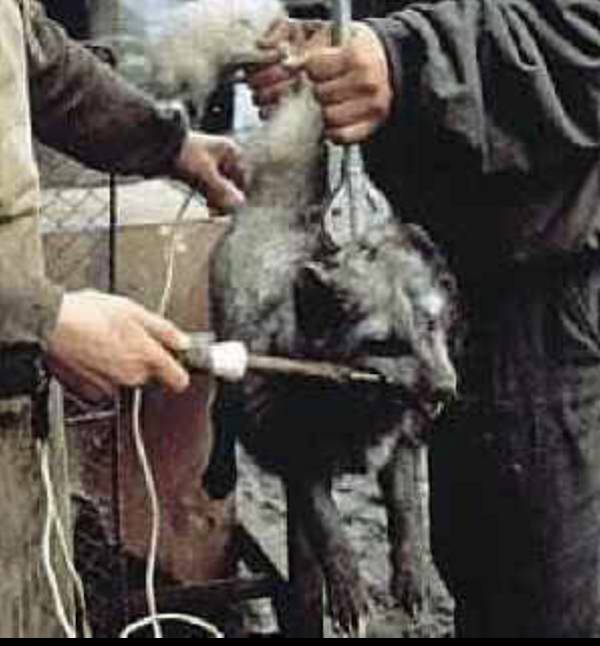 anal electrocuted fox