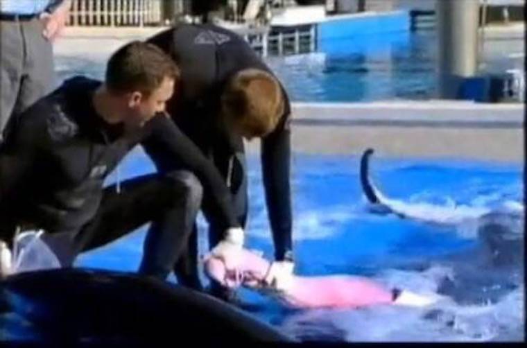 masturbating Tilikum