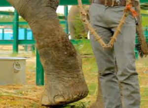 Raju chained elephant