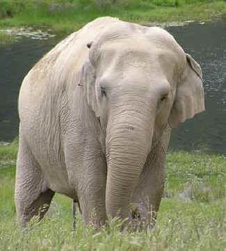 Wanda elephant
