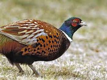 Pheasant