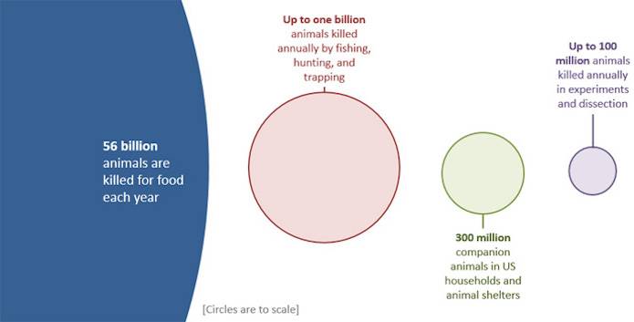 animals abused