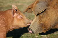 Animal Place Kim Sturla