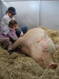 Animal Place Kim Sturla