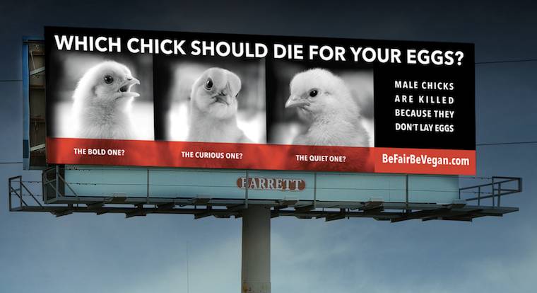 male chicks billboard