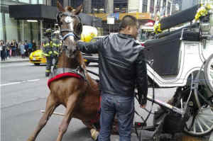 horse-drawn carriage NYC Chris
