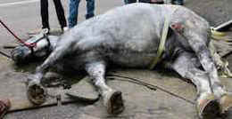 Jerry carriage horse