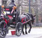 Stop Horse Drawn Carriages