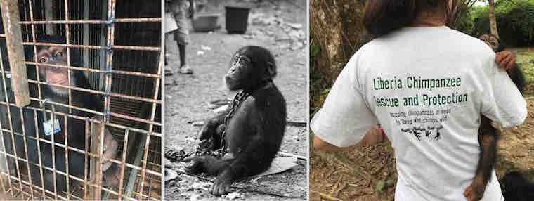 rescued chimps
