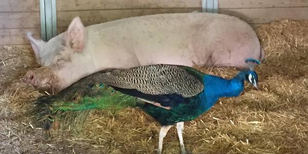 pig and peacock