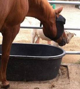 horse and goat