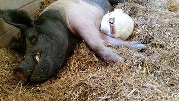 pig and turkey