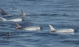 Dolphins