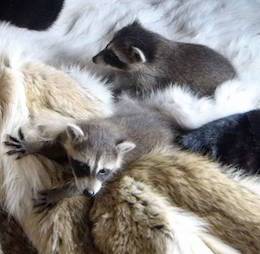 orphaned raccoons
