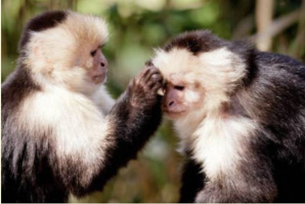capuchin monkeys