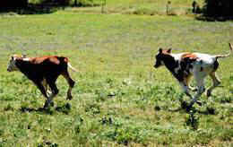 happy calves