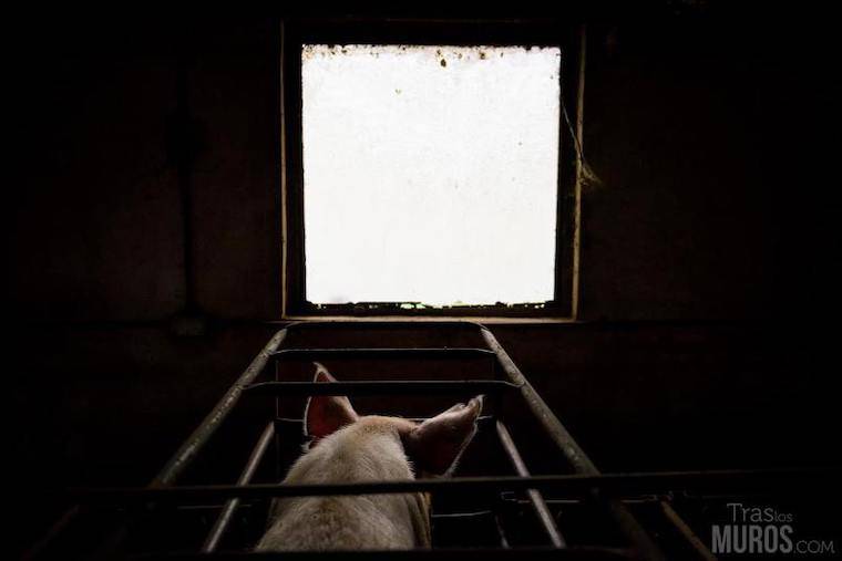 pig slaughterhouse