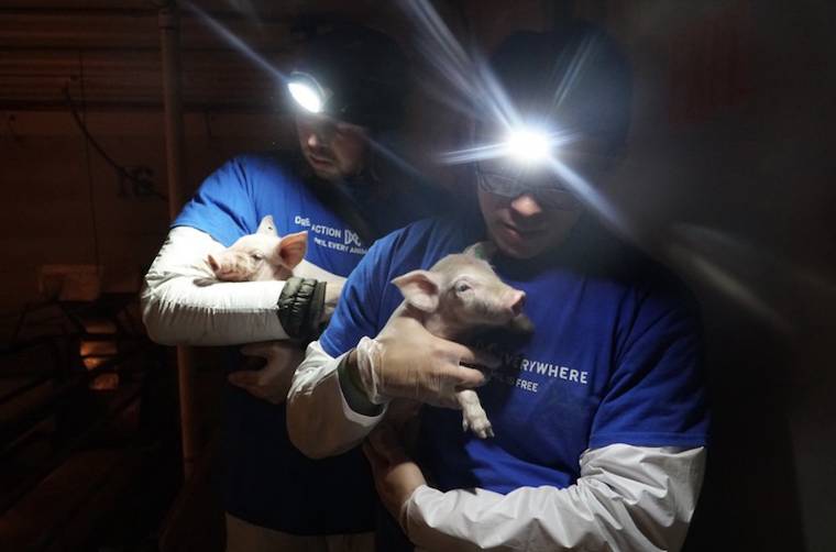 rescuing Piglets