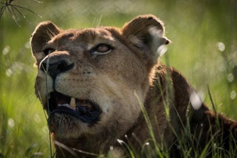 rescued lioness Emma